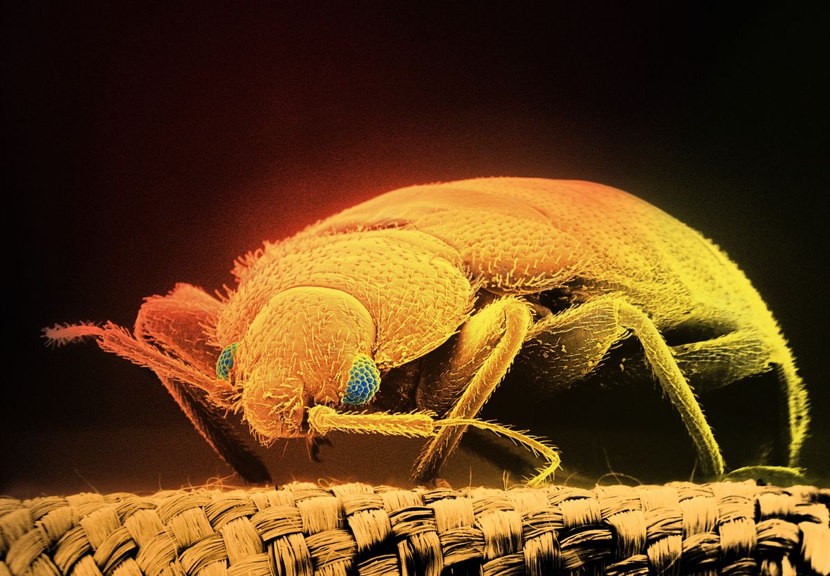 SEM of bloodsucking bed bug (Cimex hemipterus) x15 (Digital Composite)