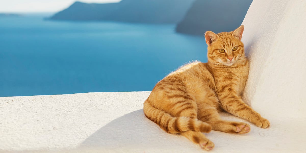 Греческие коты