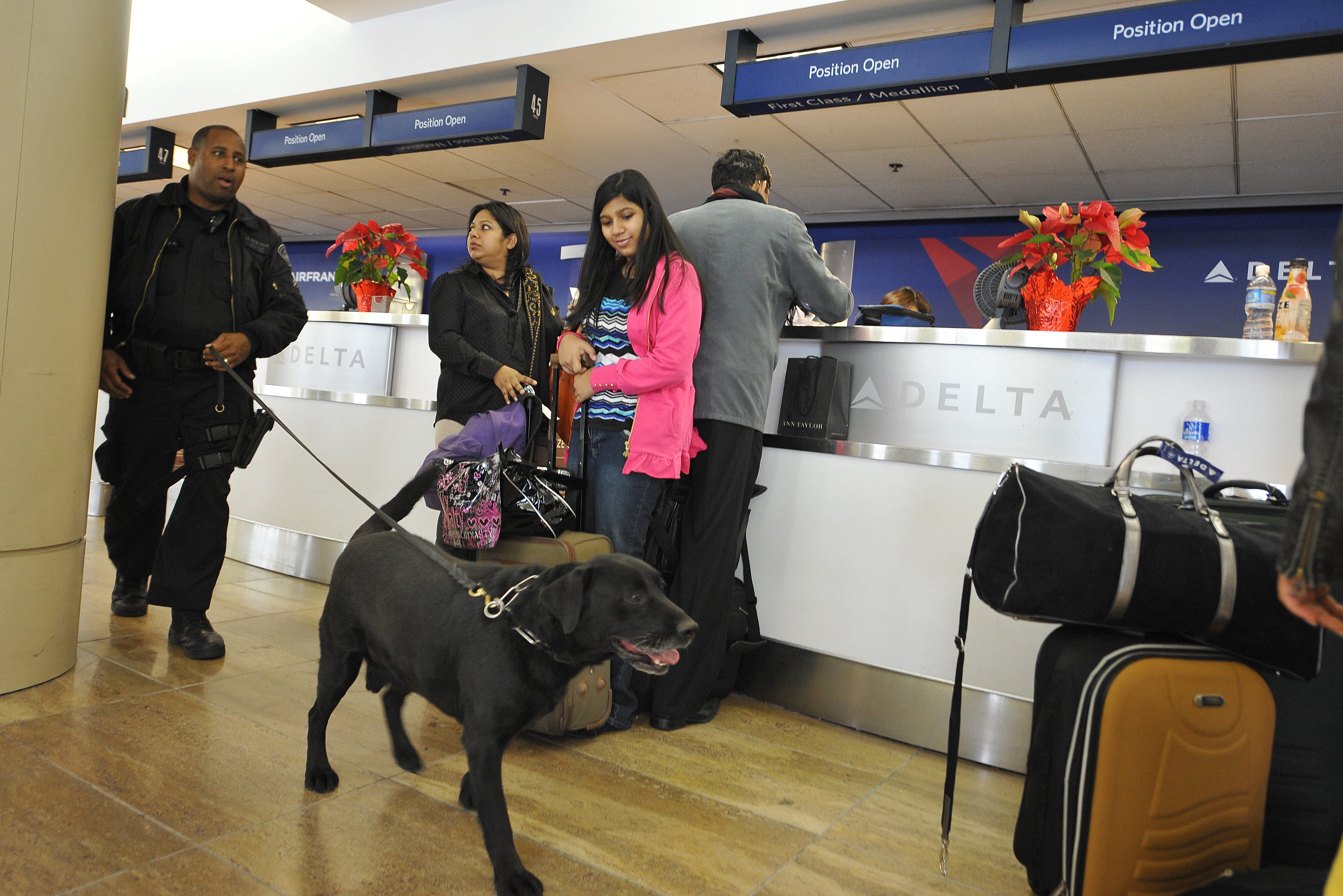 can dogs fly on planes delta