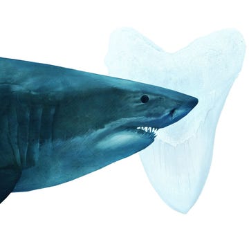 Hoe stierf de megalodon haai uit? de megalodon haai
