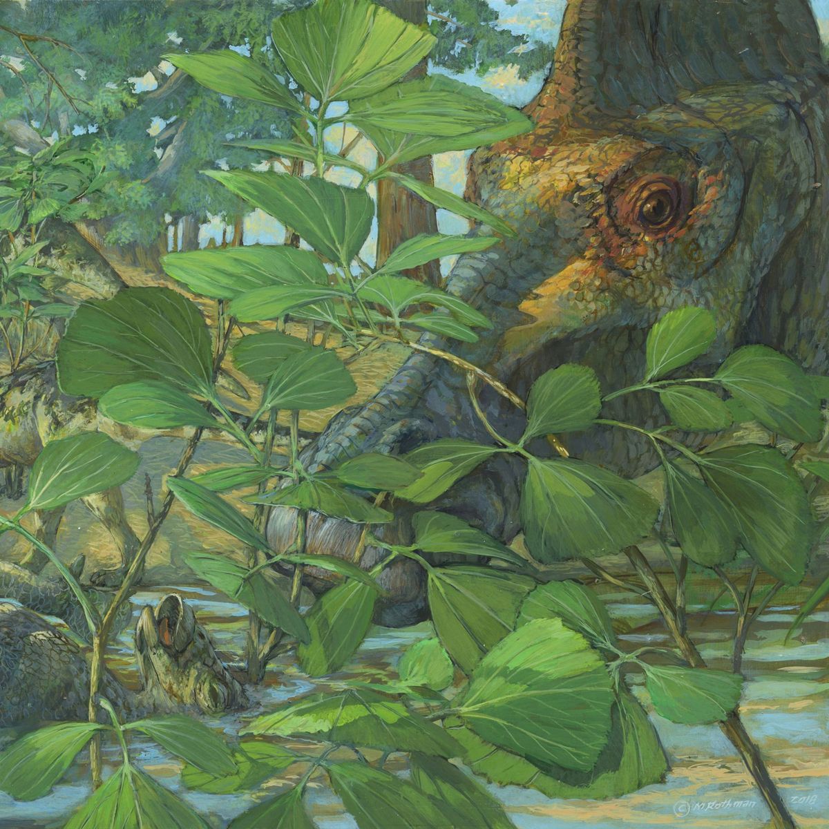 Rond 75 miljoen jaar geleden leefde de plantenetende hadrosaurir Hypacrosaurus stebingeri in een gebied dat nu in de Amerikaanse staat Montana ligt Bij nieuw onderzoek naar nestkuikens van deze soort zijn nu gefossiliseerde resten van delende cellen celkernen en chromosomen ontdekt naast mogelijke aanwijzingen voor de aanwezigheid van bewaard gebleven DNA