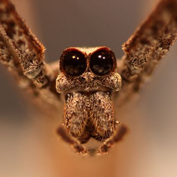 netwerperspinnen hebben acht ogen maar bij deinopis spinosazijn de twee centrale oogbollen enorm