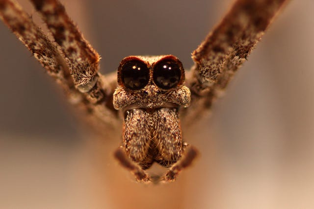 netwerperspinnen hebben acht ogen maar bij deinopis spinosazijn de twee centrale oogbollen enorm