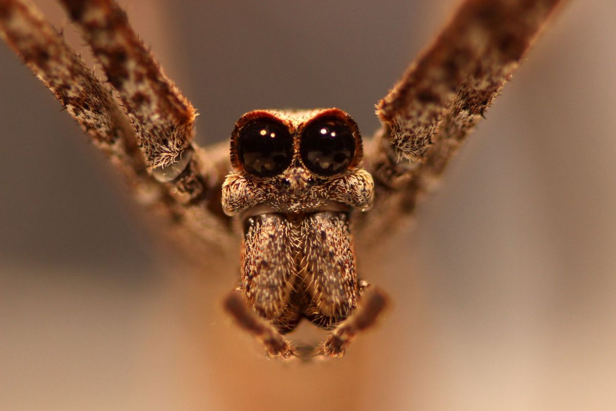 Netwerperspinnen hebben acht ogen maar bij Deinopis spinosazijn de twee centrale oogbollen enorm
