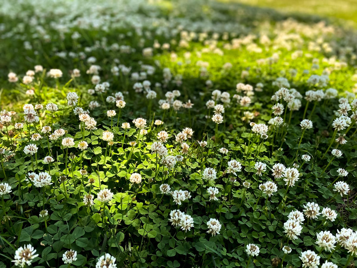 How To Plant A Clover Lawn According To Landscape Experts