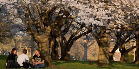 Ohio University cherry blossoms
