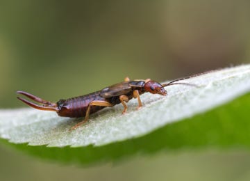 Earwig in garden