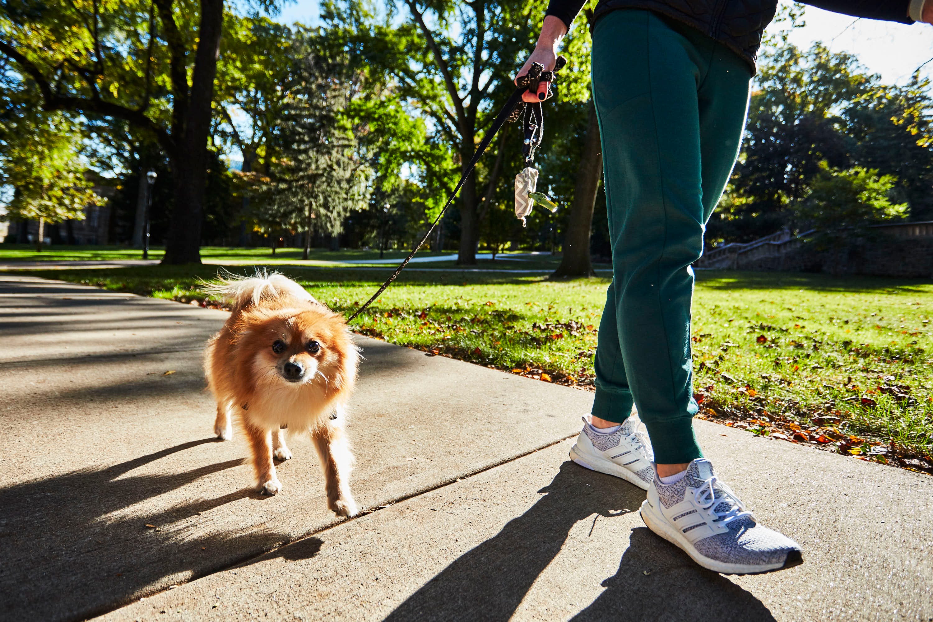 dog walking