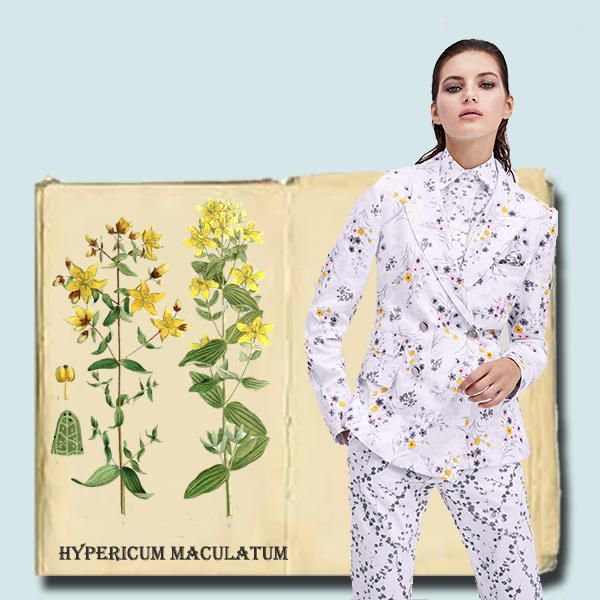 Clothing, Wildflower, Plant, Sleeve, Pattern, Pattern, Flower, 
