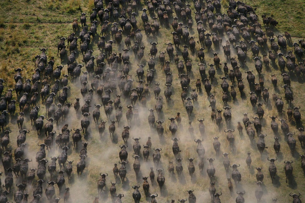 Ondertussen wordt de vaste grond door de buffels losgewoeld en bemest In de Okavango blijft niets lang hetzelfde Het leven geeft vorm aan het landschap en andersom