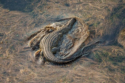 Nijlkrokodillen en andere waterdieren vinden hun weg door de met elkaar verbonden geulen