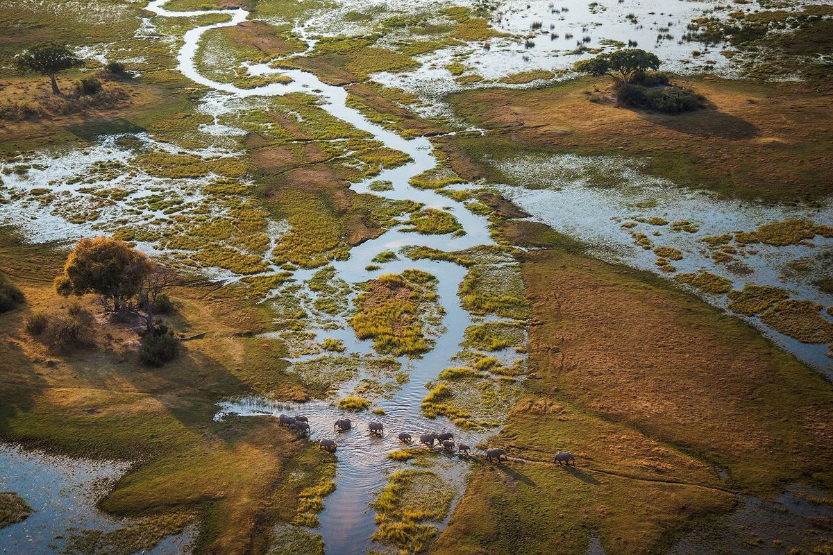 De Okavangodelta in Botswana kent een grote soortenrijkdom dankzij de watertoevoer uit Angola Olifanten dragen bij aan de dynamische verhouding tussen water en land ze maken paadjes die later geulen worden