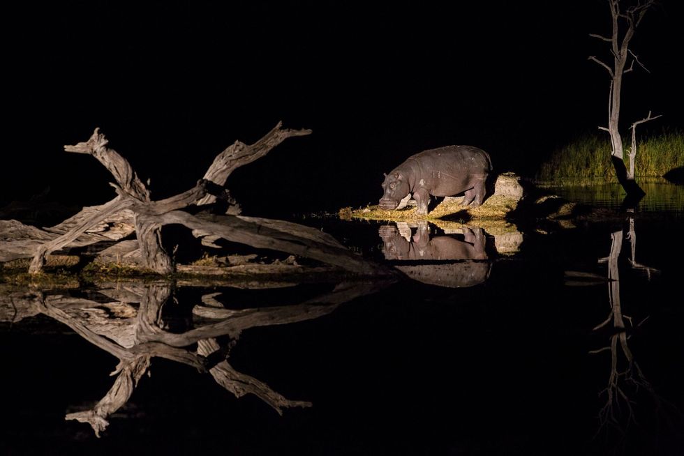 In de delta en in de rivieren die erin uitmonden wemelt het van de nijlpaarden s Nachts grazen ze op het land overdag rusten ze in het water Waar de mannetjes strijden om territorium beschermen de vrouwtjes hun jongen onder meer met hun lange zelfslijpende hoektanden