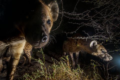Gevlekte hyenas snuffelen aan een cameraval in de Okavangodelta waar grote aantallen van dit in roedels levende roofdier voorkomen Ze passen zich goed aan de lappendeken van leefgebieden aan van wetlands tot woestijngebieden