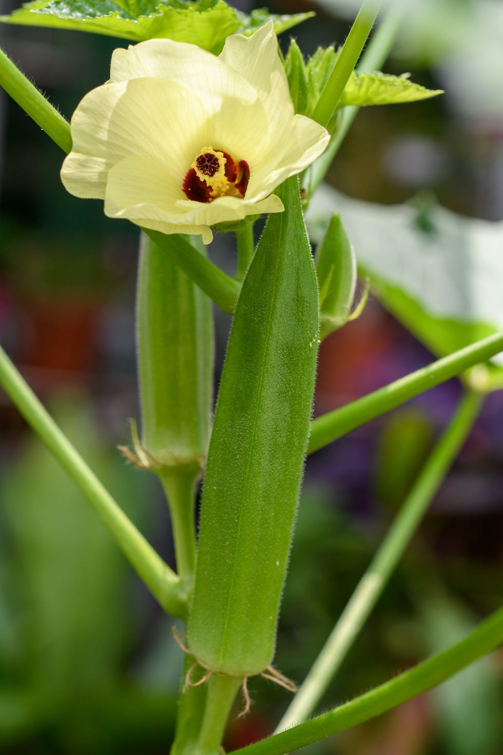 okra bloom