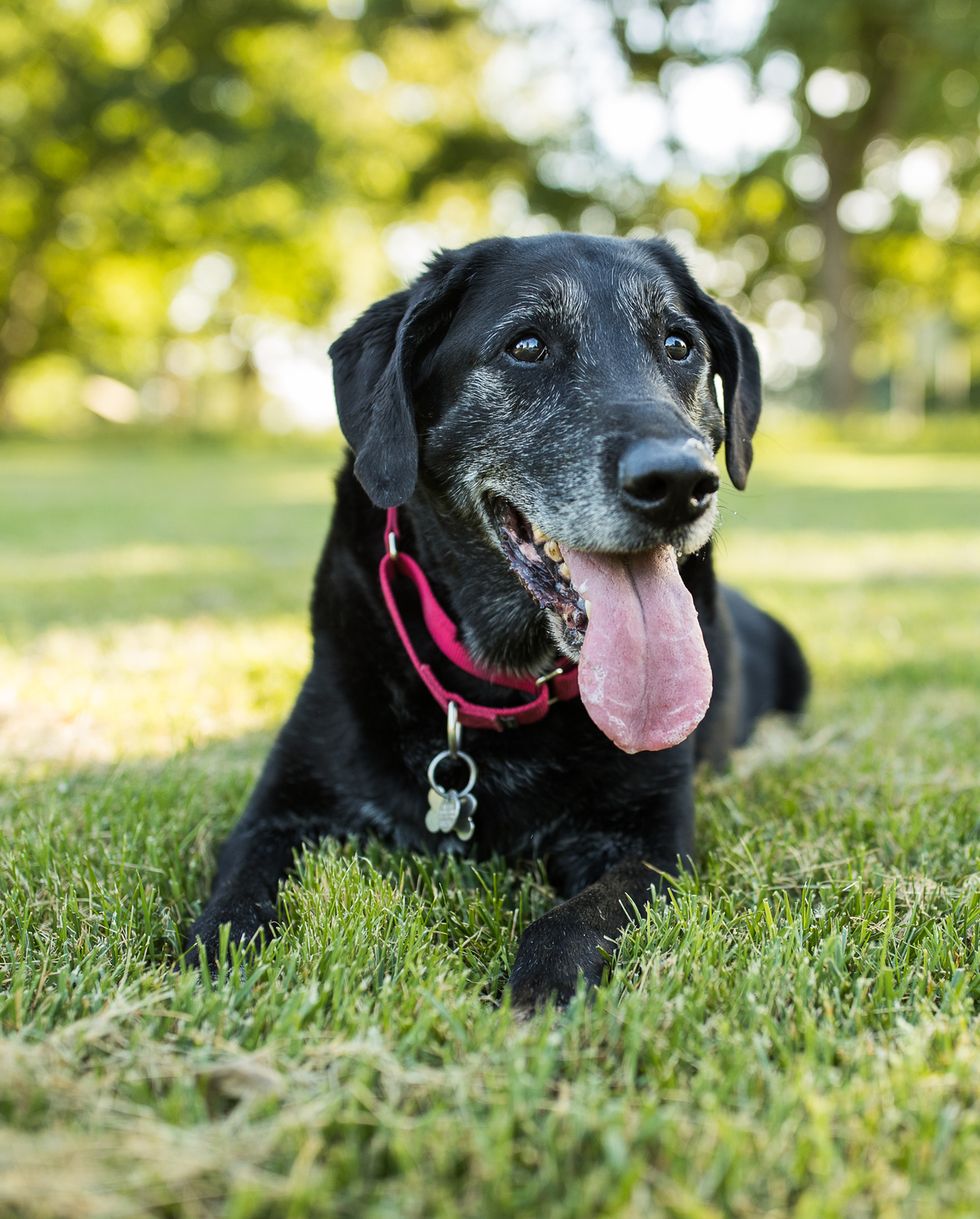 a senior labrador retriever dog lies down in grass in a park outdoors