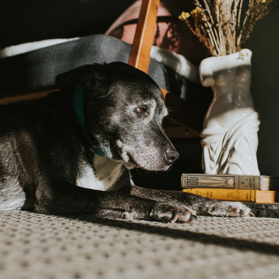 an old black mutt relaxes on a rug in a stylish home interior she looks at something out of frame the distinguished grey hairs around her eyes and snout highlight her age
