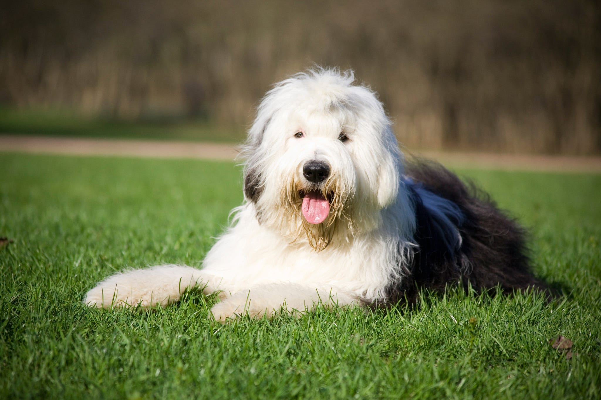 The Old English Sheepdog Is Officially Now At Risk Of Extinction ...