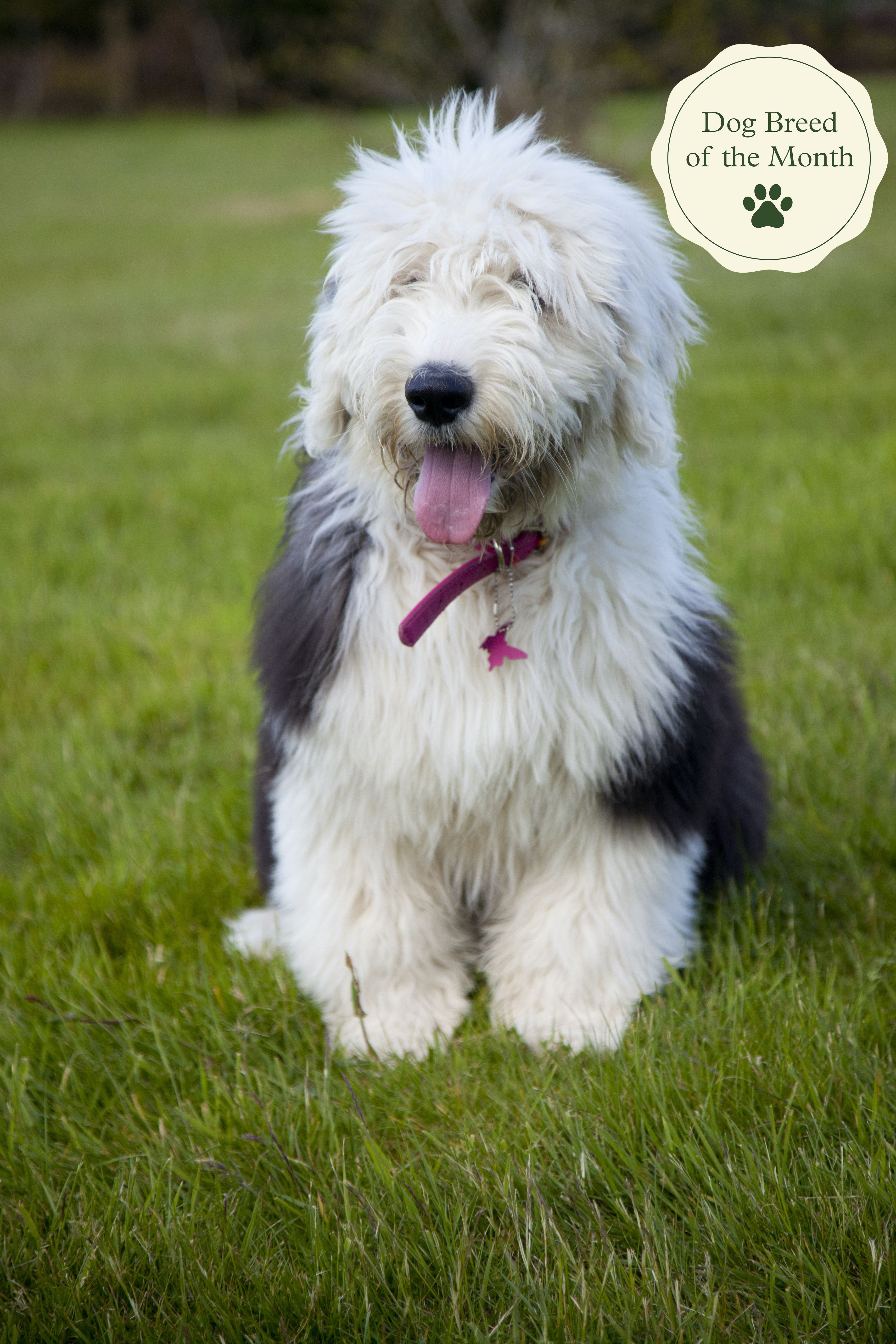 Shaggy dog store old english sheepdog