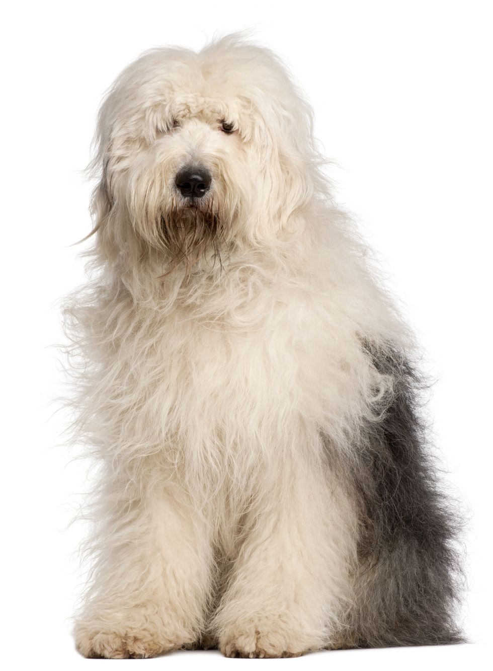 big fluffy dog breed like the old english sheepdog