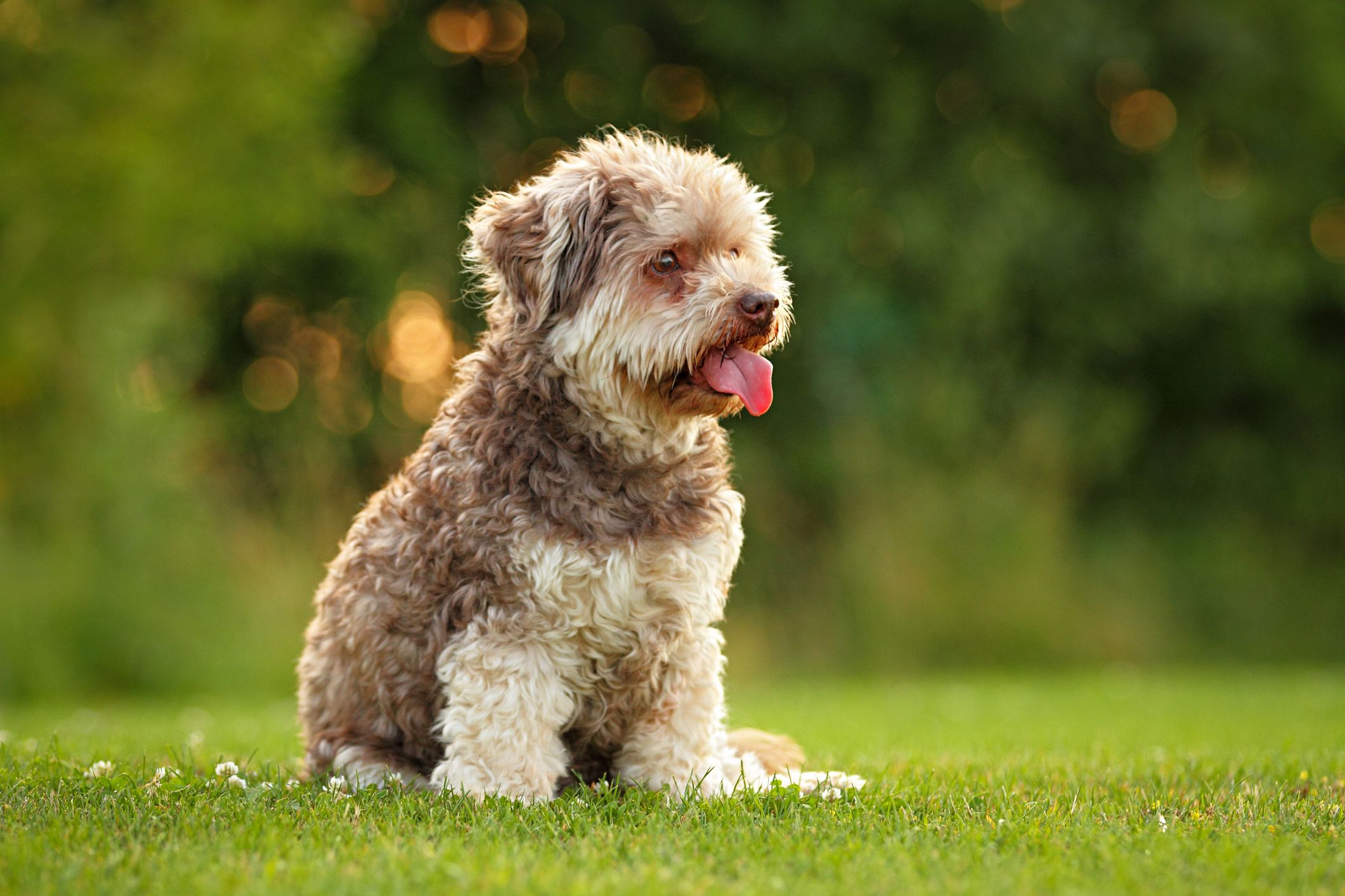 Small hypoallergenic dogs orders for seniors