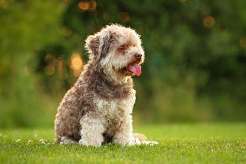 hypoallergenic dogs  dog breeds that don't shed