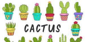 immagini di cactus
