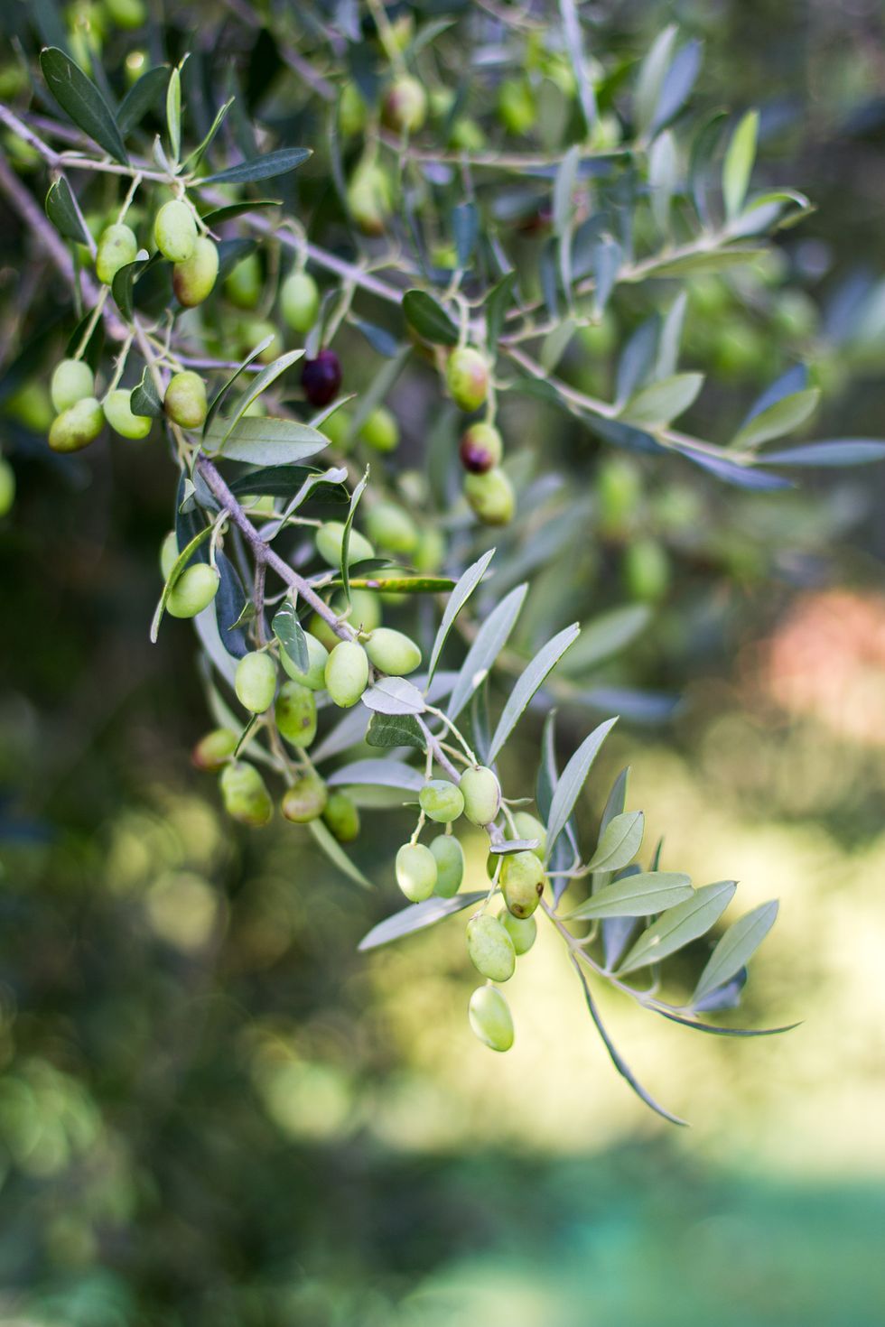 Olive tree growing outside