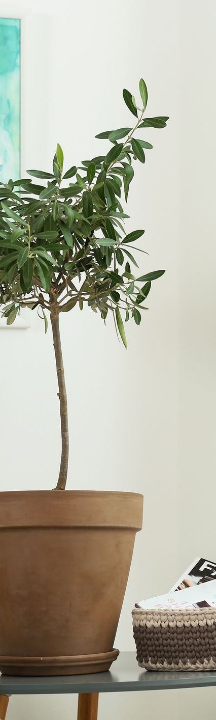 best aesthetic plants olive tree