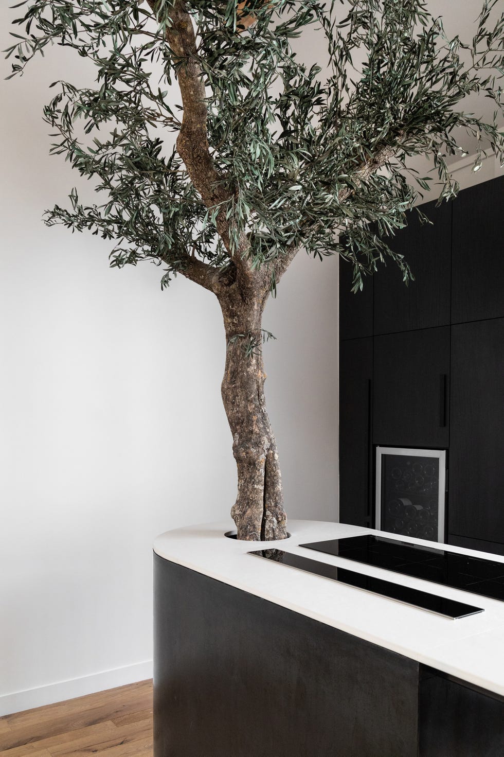 olivo natural integrado en el proyecto duplex casa saussure, de leymarie gourdon arquitectes