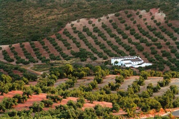 olivares en las colinas de priego, córdoba