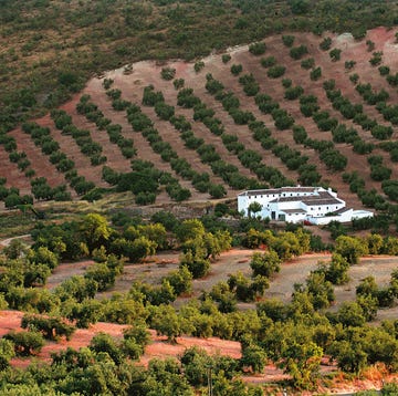Olivares en las colinas de Priego, Córdoba olivares en las colinas de priego, córdoba