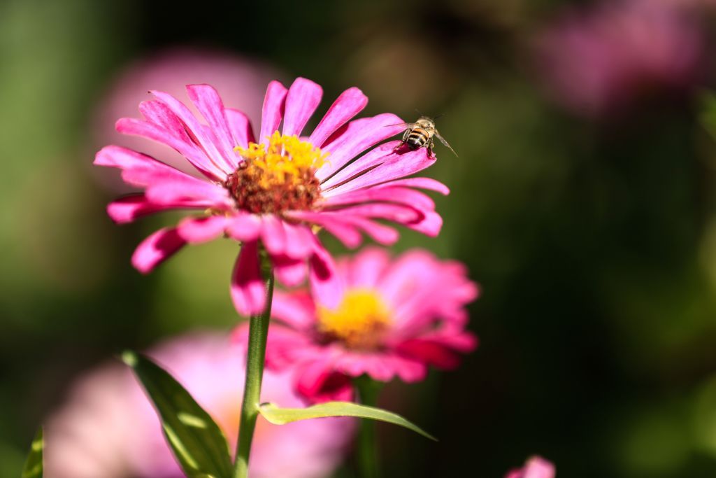 Flower, Flowering plant, Petal, Plant, Pink, Close-up, Nectar, Aster, Macro photography, Wildflower, 