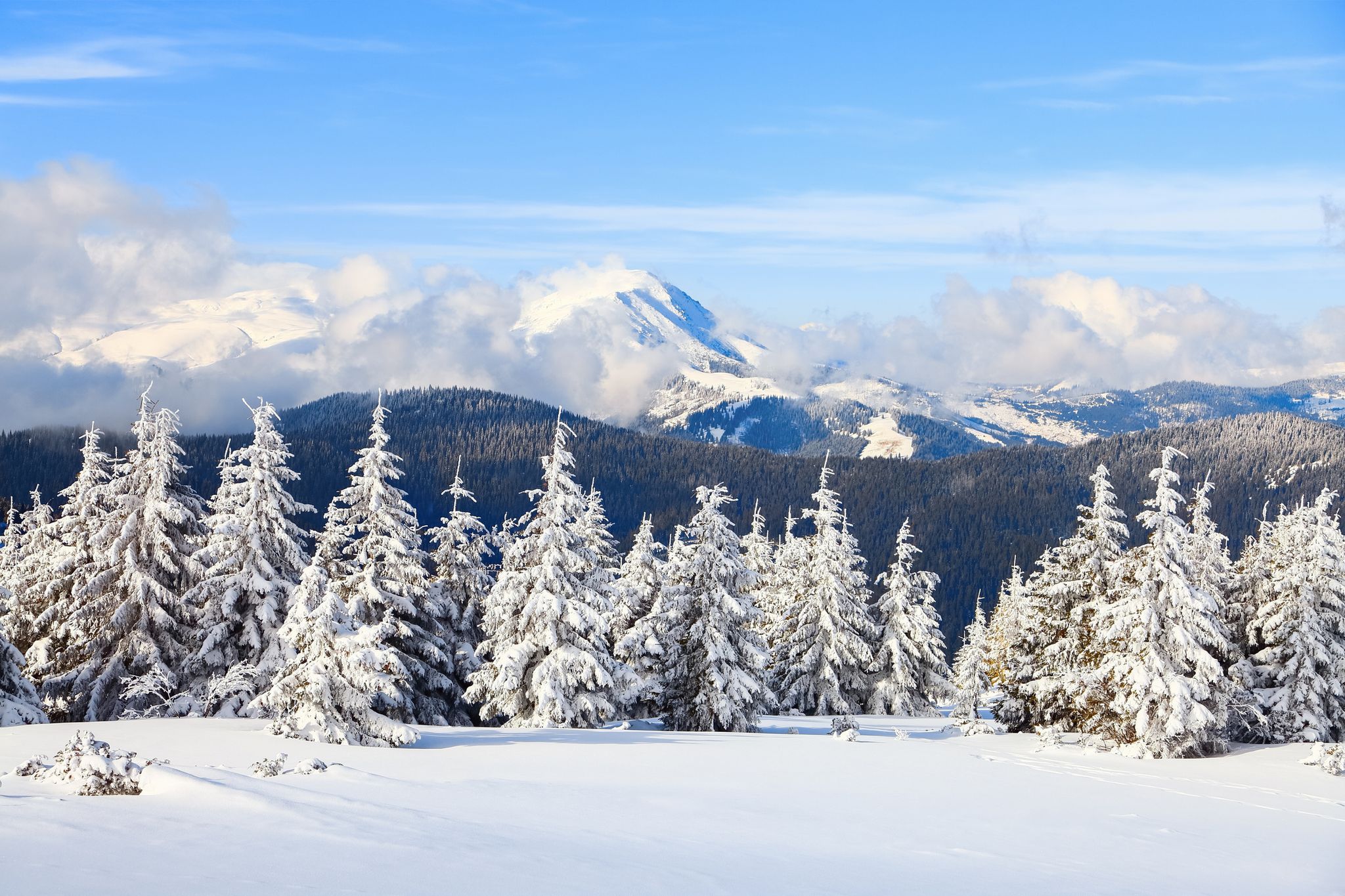 on a frosty beautiful day among high mountains and peaks are magical trees covered with white fluffy snow against the beautiful winter landscape fabulous winter background for a leaflet