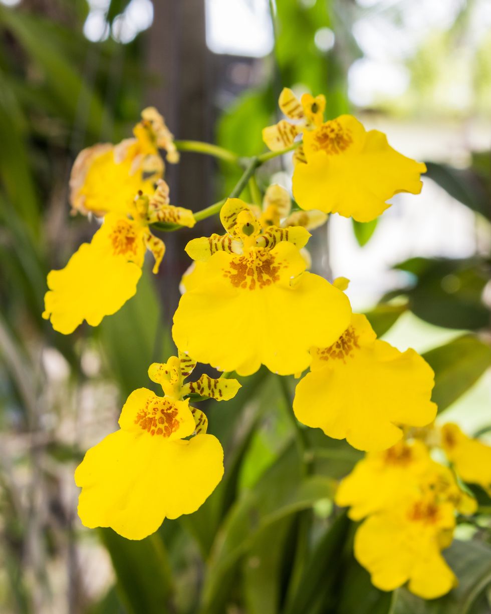 yellow oncidium orchids