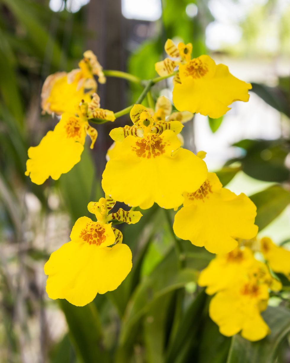 yellow oncidium orchids
