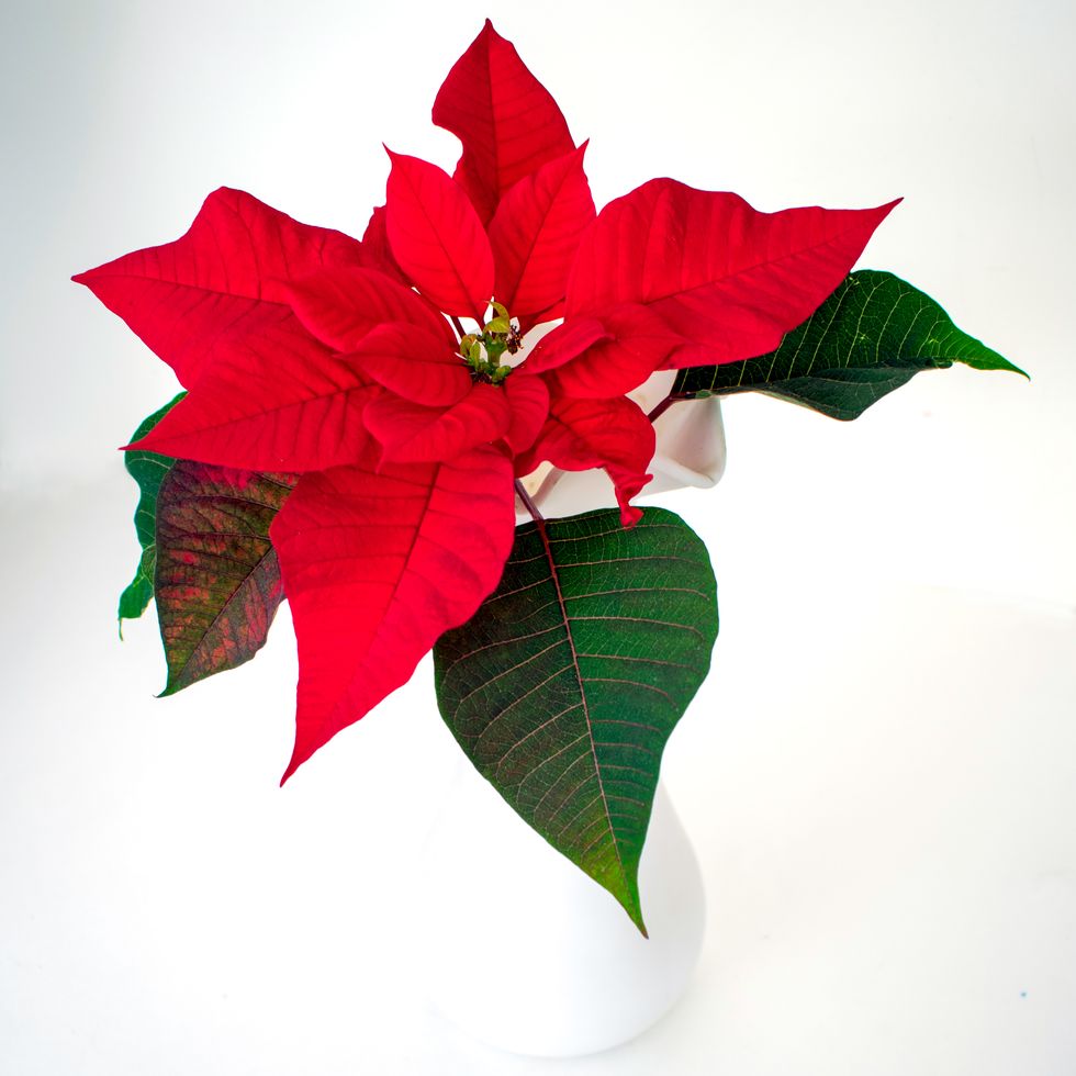 one beautiful red poinsettia with leaves against white