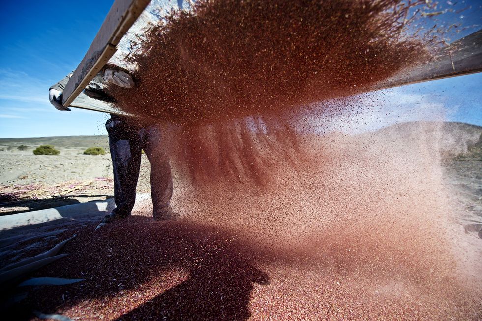 hombre cosechando quinoa en el altiplano