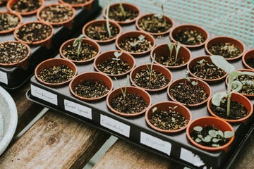 Experts identify 'super-plant' that absorbs roadside air pollution