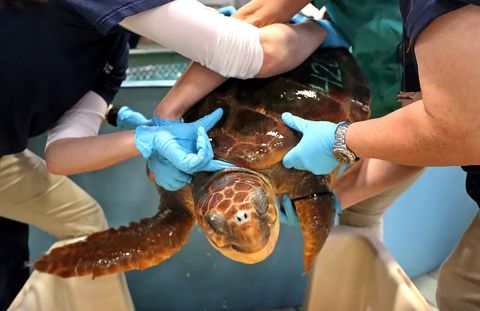 rescued loggerhead turtles ready to be transported south