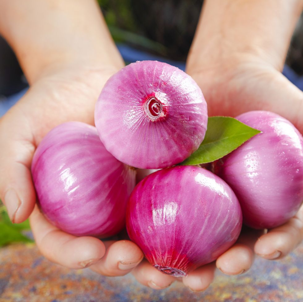 onion in hand