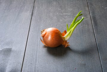 qué pasa si comes las cebollas con brote y con germinados