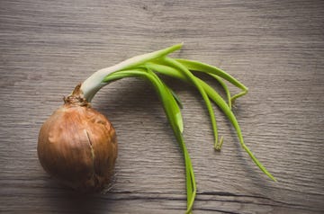sprouted onion