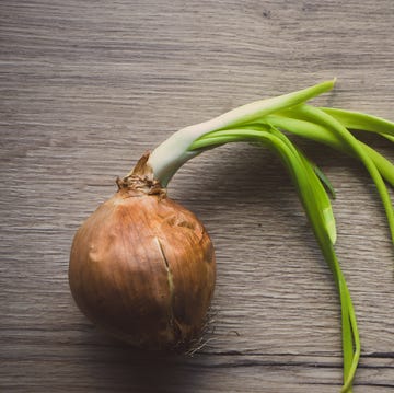 sprouted onion sprouted onion