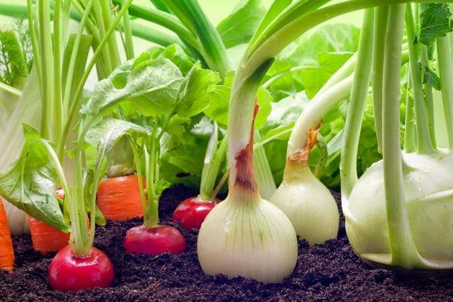 close up of onion plantation in the vegetable garden