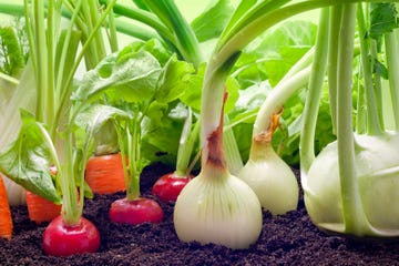 close up of onion plantation in the vegetable garden