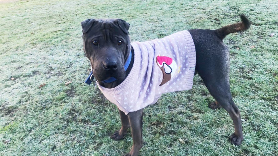 Battersea Dogs and Cats Home dog