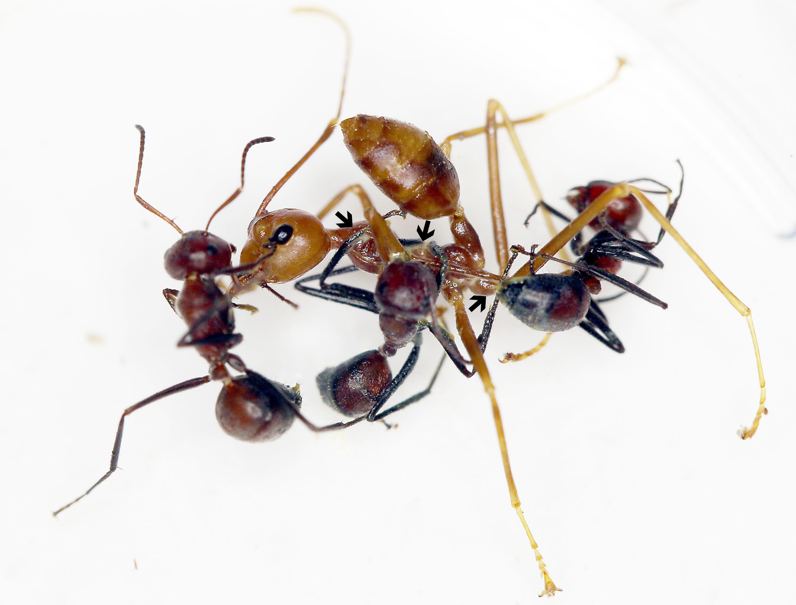 Ants make 'milk'? This new discovery took scientists by surprise