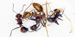 Insect, Ant, Pest, Carpenter ant, Invertebrate, Membrane-winged insect, Arthropod, 