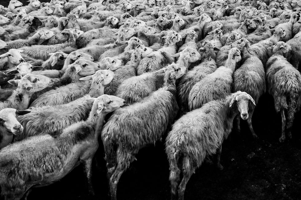 Sheep, Herd, Sheep, Black-and-white, Monochrome, Monochrome photography, Livestock, Cow-goat family, Herding, Photography, 